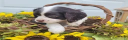 Mixed Breed dogs for sale: Kisses - Ad 4