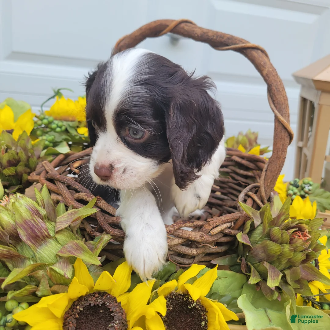 Mixed Breed dogs for sale: Kisses - Ad 4