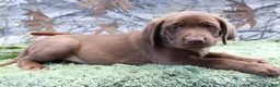 Labrador Retriever dogs for sale: Duke - Ad 3