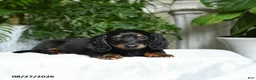 Miniature Dachshund dogs for sale: Washington - Ad 3