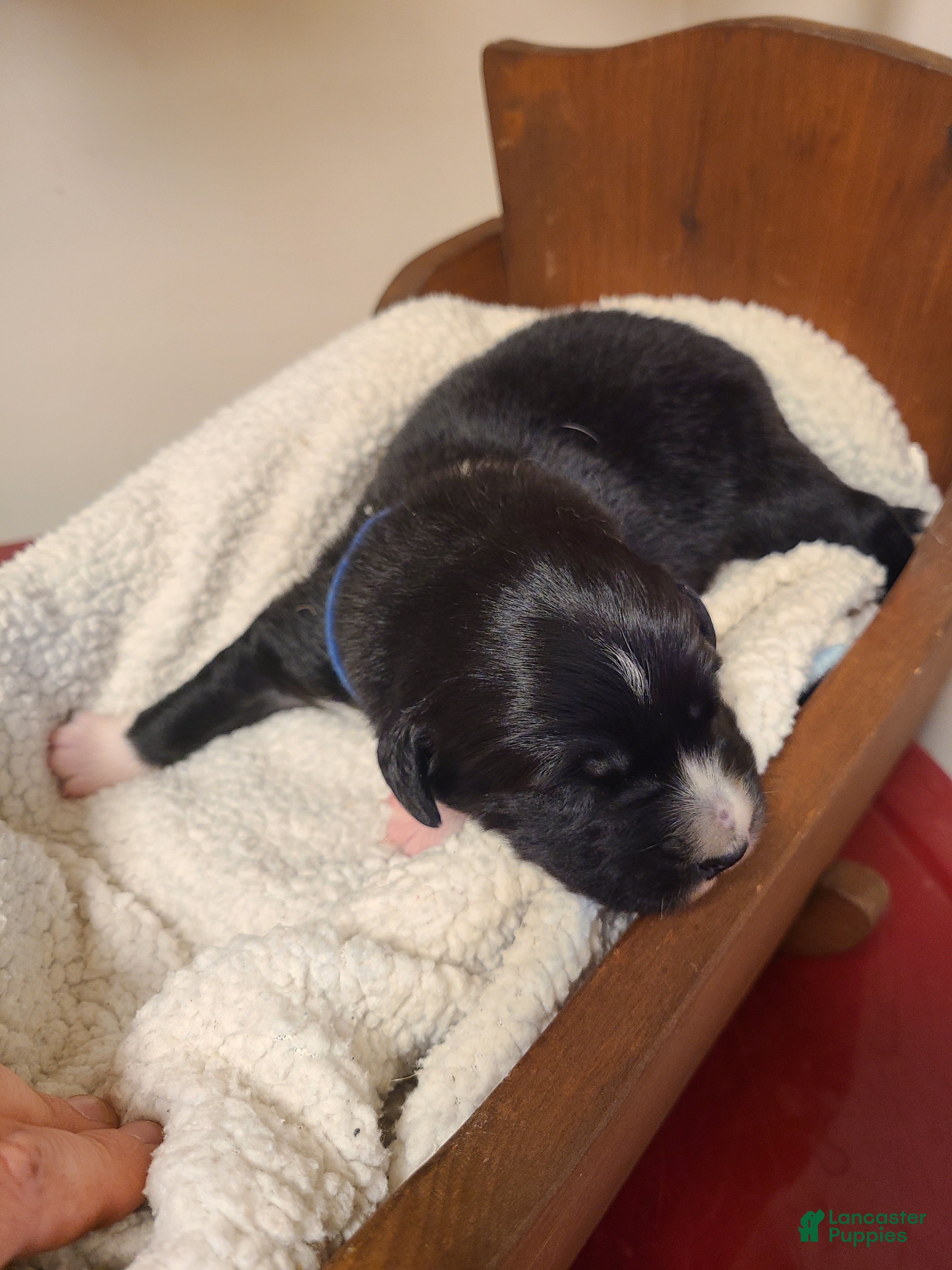 Mixed Breed dogs Wheeler - Ad 32