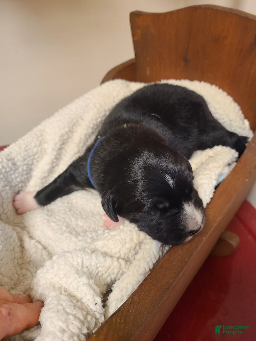Mixed Breed dogs for sale: Wheeler - Ad 1