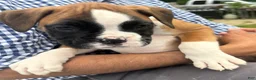 Boxer dogs for sale: Boxer 2 Chayenne  - Ad 7