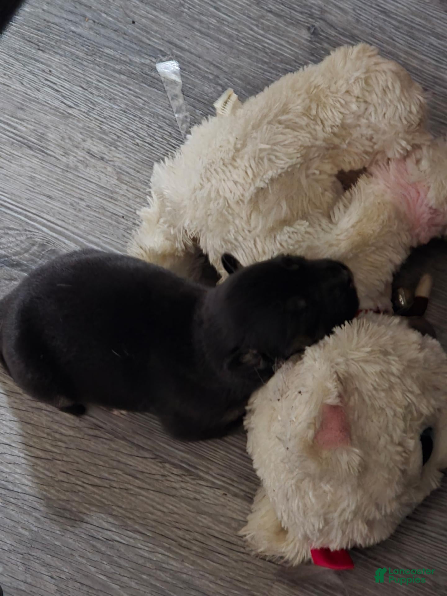 Pitsky dogs Pitsky 1 - Ad 7
