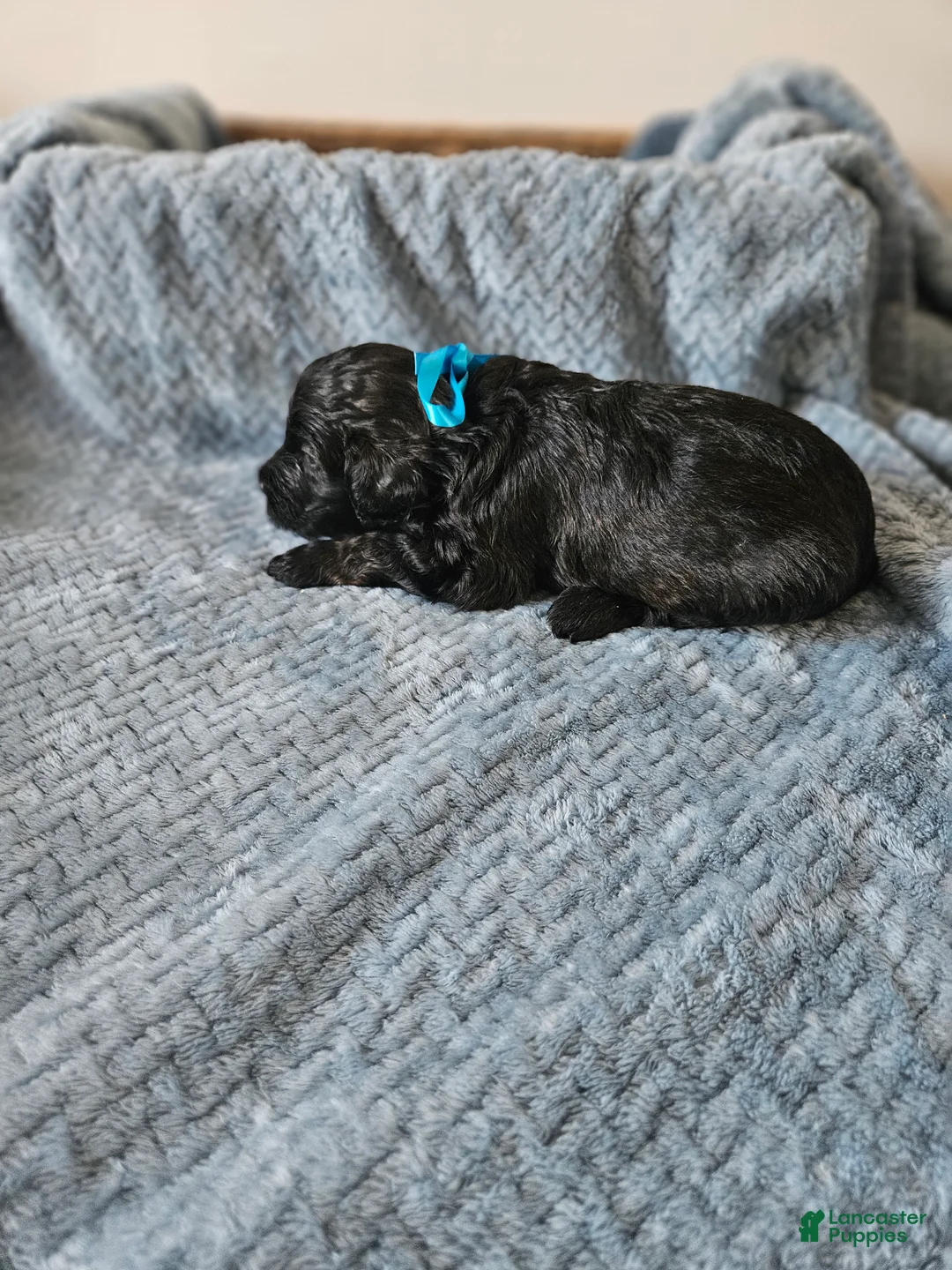 Portuguese Water Dog dogs for sale: Shadow - Ad 2