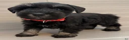 Miniature Schnauzer dogs for sale: Bo Peep - Ad 6