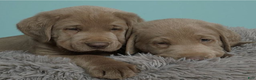 Labrador Retriever dogs for sale: Labrador Retriever Puppy 5 - Ad 22