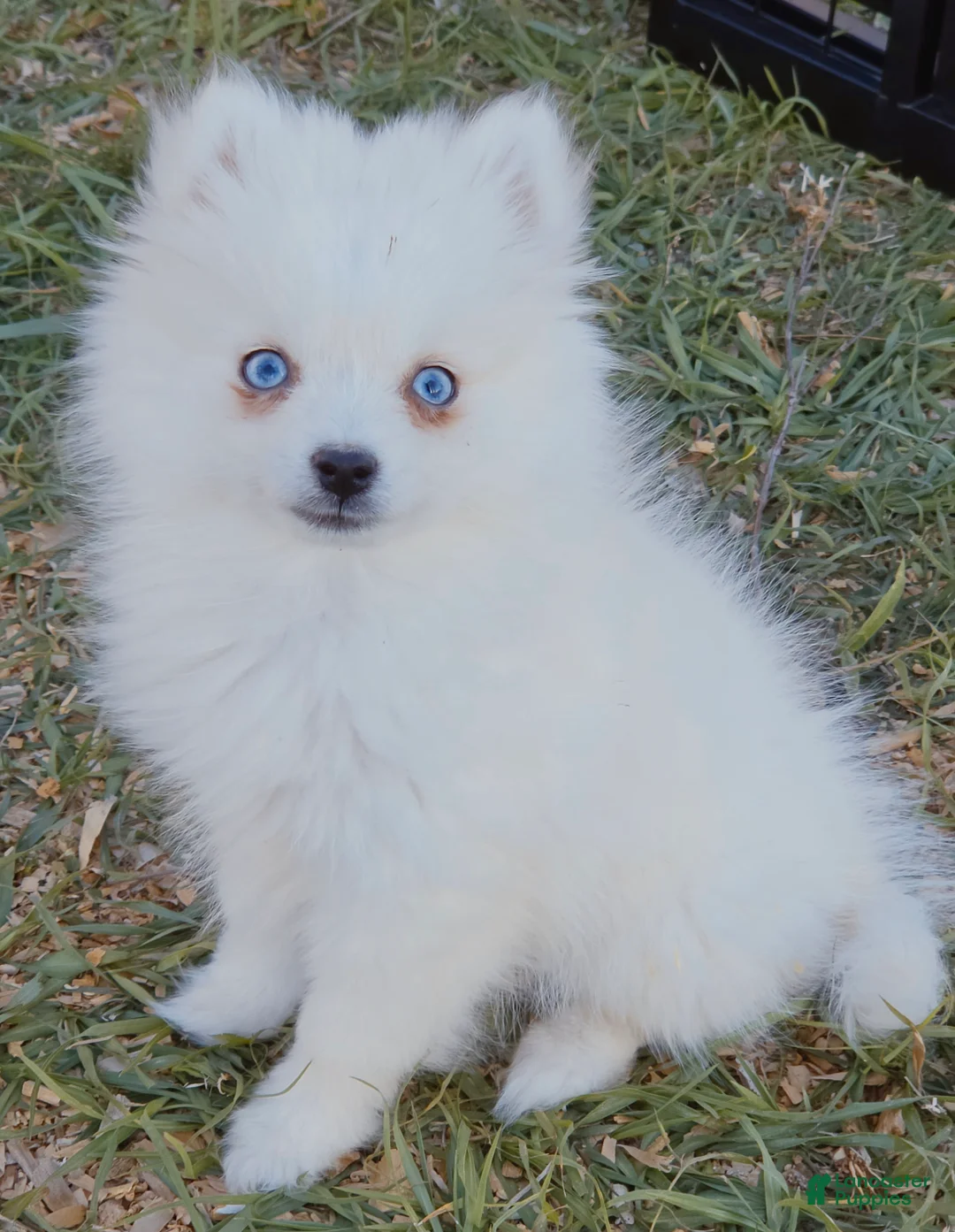 Pomsky dogs for sale: Arctic Fox - Ad 2