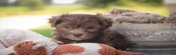 Havanese dogs for sale: Gatsby Havanese  - Ad 17