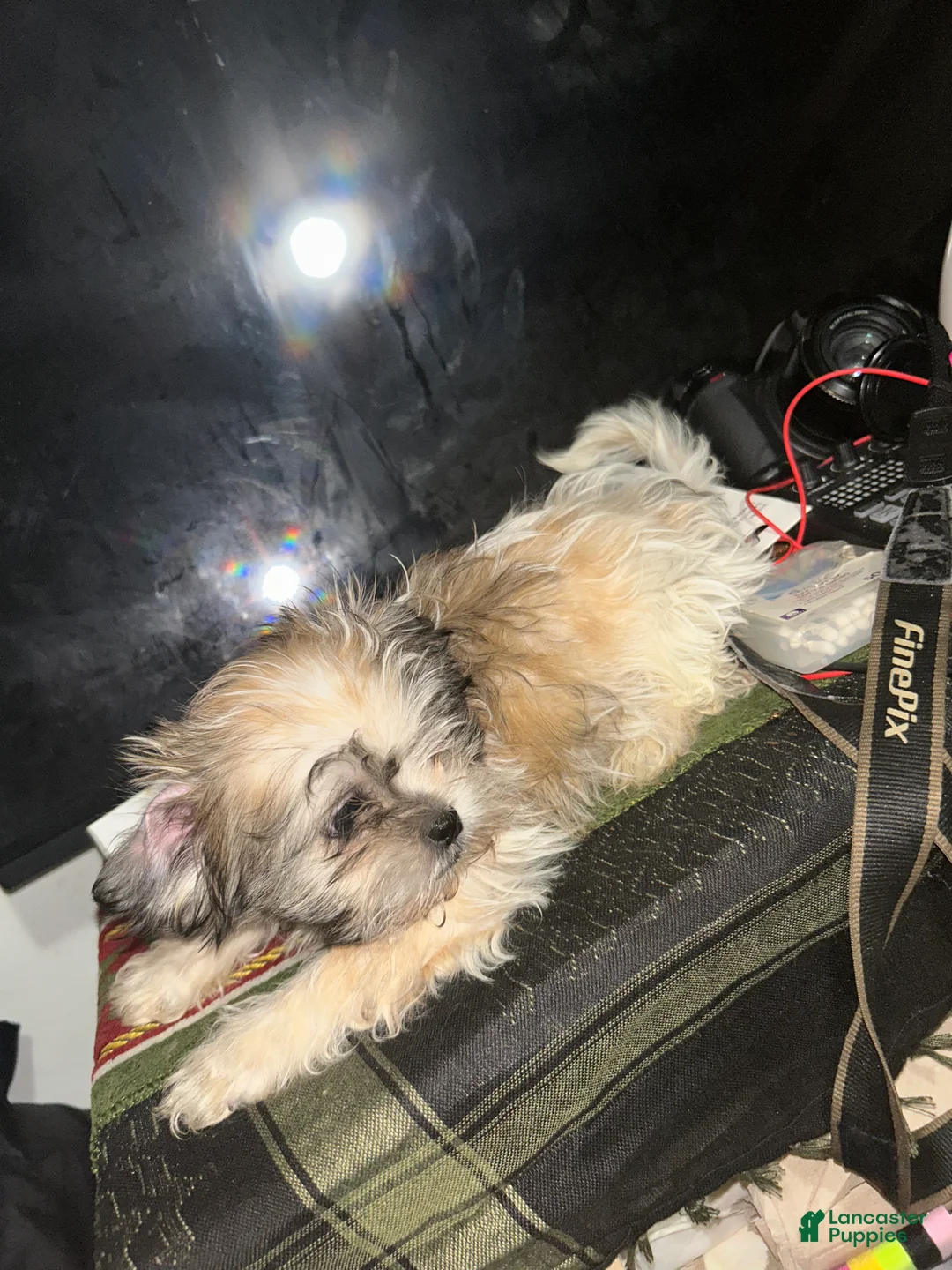 Malshi dogs for sale: Malshi Puppy 1 - Ad 2