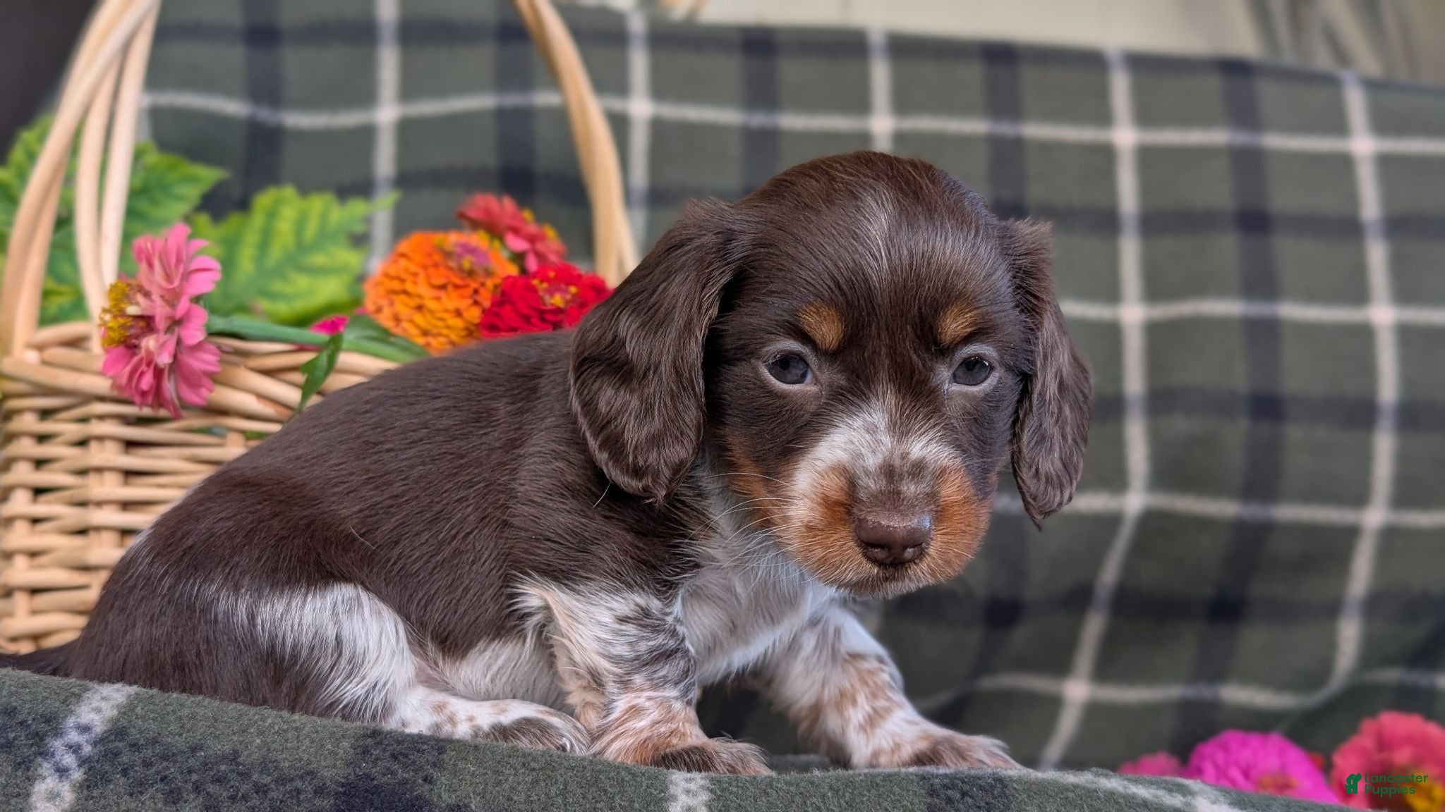 Dachshund dogs Taylor  - Ad 1