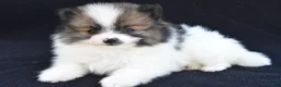 Pomeranian dogs for sale: Ollie - Ad 1