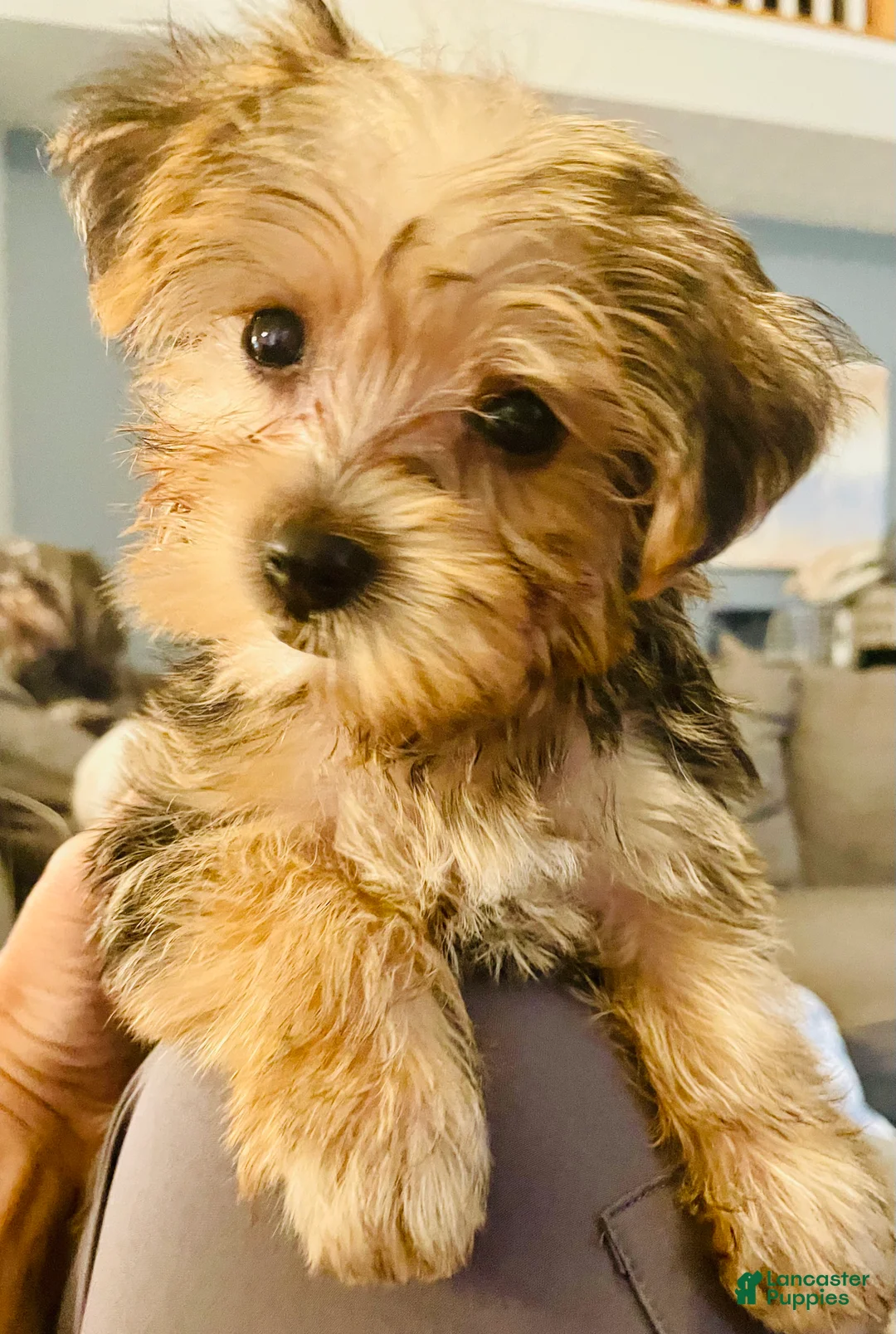 Yorkshire Terrier dogs for sale: Tiny Tiara - Ad 2