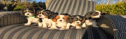Cavalier King Charles Spaniel dogs for sale: Val - Ad 14