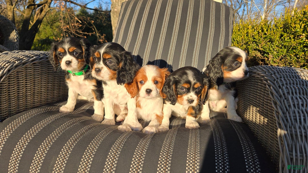 Cavalier King Charles Spaniel dogs for sale: Val - Ad 14