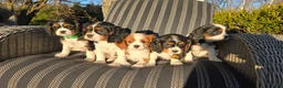 Cavalier King Charles Spaniel dogs for sale: Vivian - Ad 13