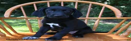 Mixed Breed dogs for sale: Nebula - Ad 4
