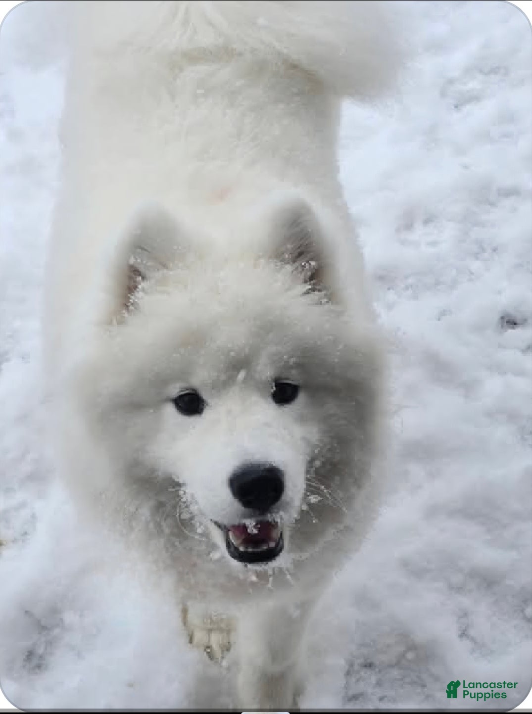 Samoyed dogs Samoyed Male 1 - Ad 4
