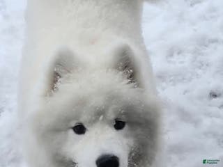 Samoyed dogs Samoyed Male 1 - Ad 3