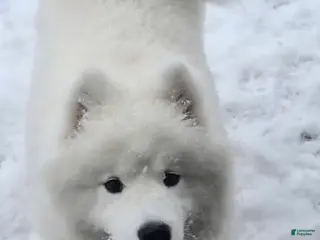 Samoyed dogs Samoyed Male 1 - Ad 12