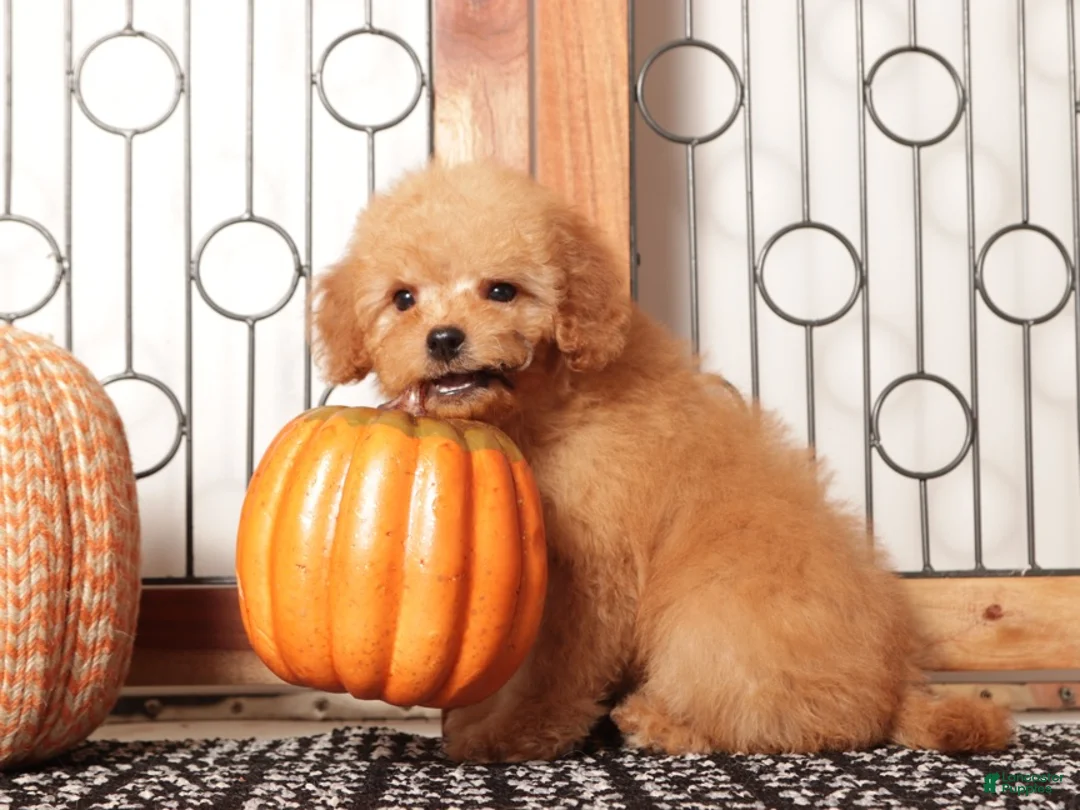 Mini Goldendoodle dogs for sale: Theo - F1B Male Mini Goldendoodle  - Ad 4