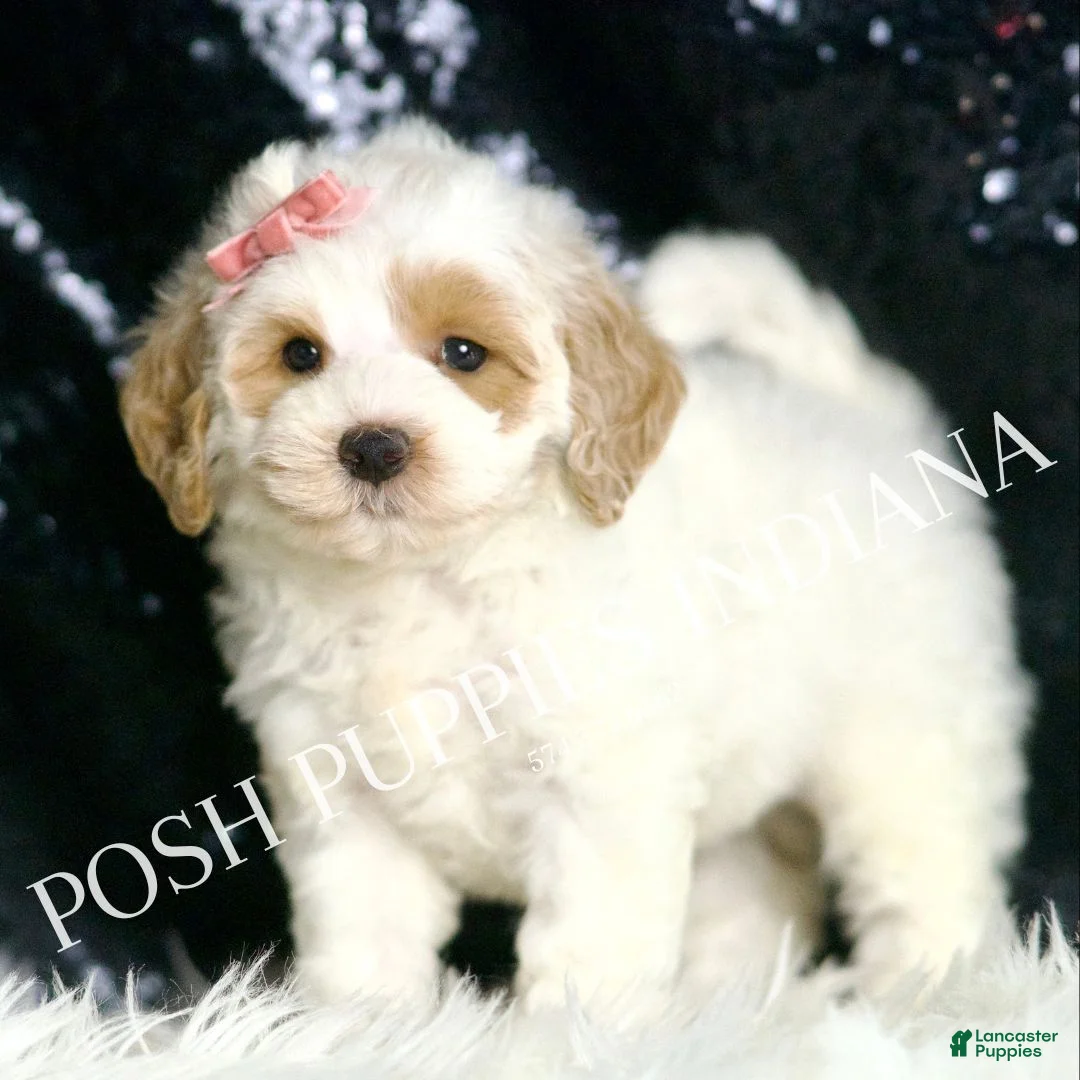 Mini Goldendoodle dogs for sale: Peaches F1BB  - Ad 2