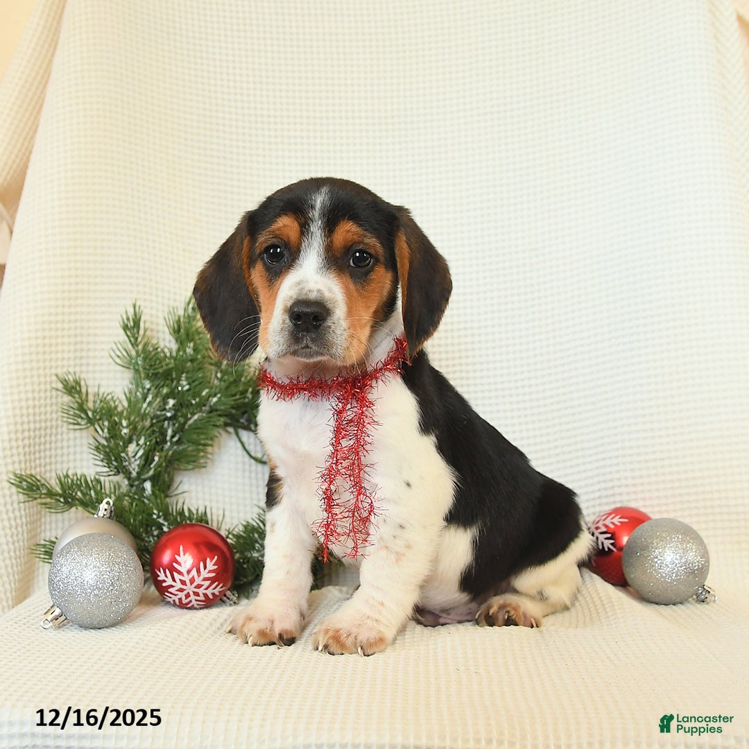 Beagle dogs for sale: Shadow - Ad 2