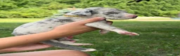 Great Dane dogs for sale: Colt - Ad 4