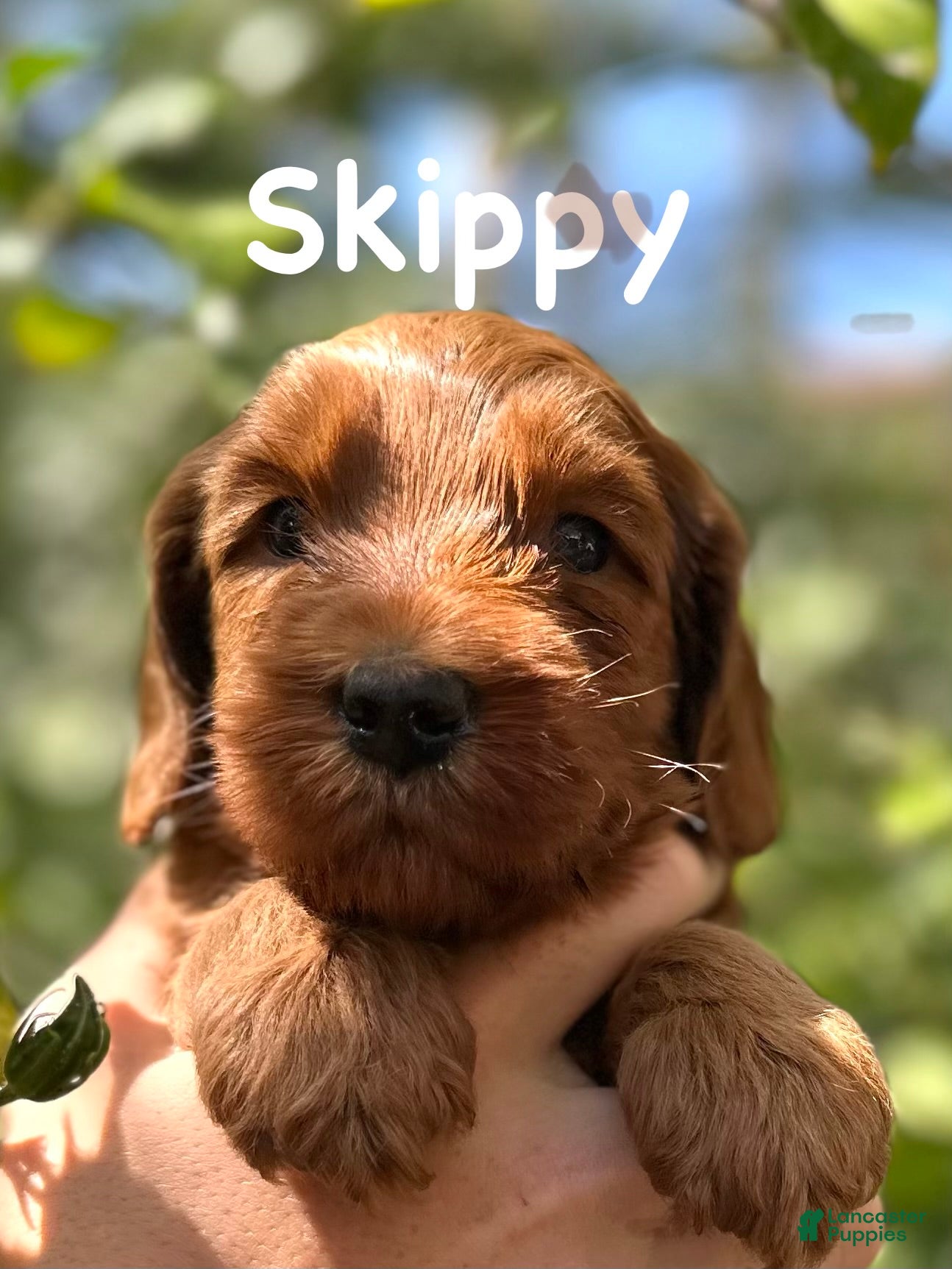 Australian Labradoodle dogs Skippy - Ad 7