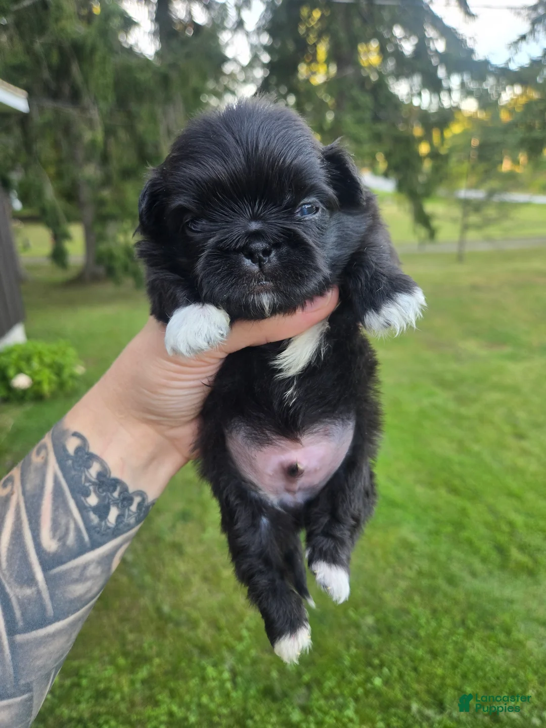 Pekingese dogs for sale: Decan - Ad 1
