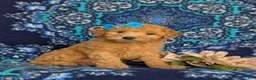 Mixed Breed dogs for sale: Mollie Hypoallergenic - Ad 3