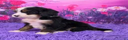 Mini Bernedoodle dogs for sale: Nora - Ad 3