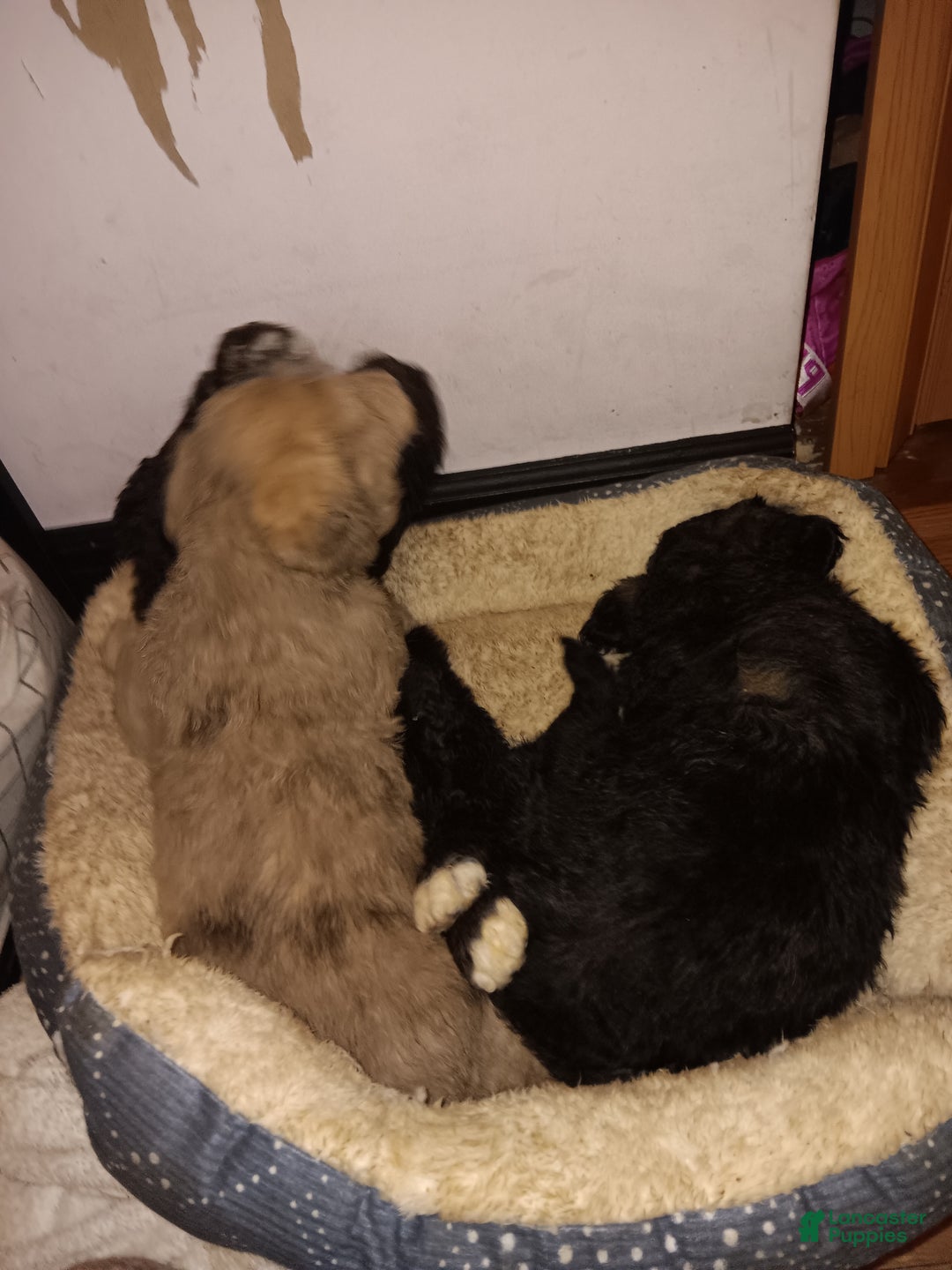 Labradoodle dogs for sale: Creamy mae - Ad 7