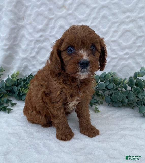 Cavapoo dogs Niles - Ad 1