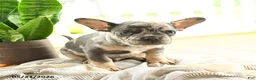 French Bulldog dogs for sale: Lester - Ad 4