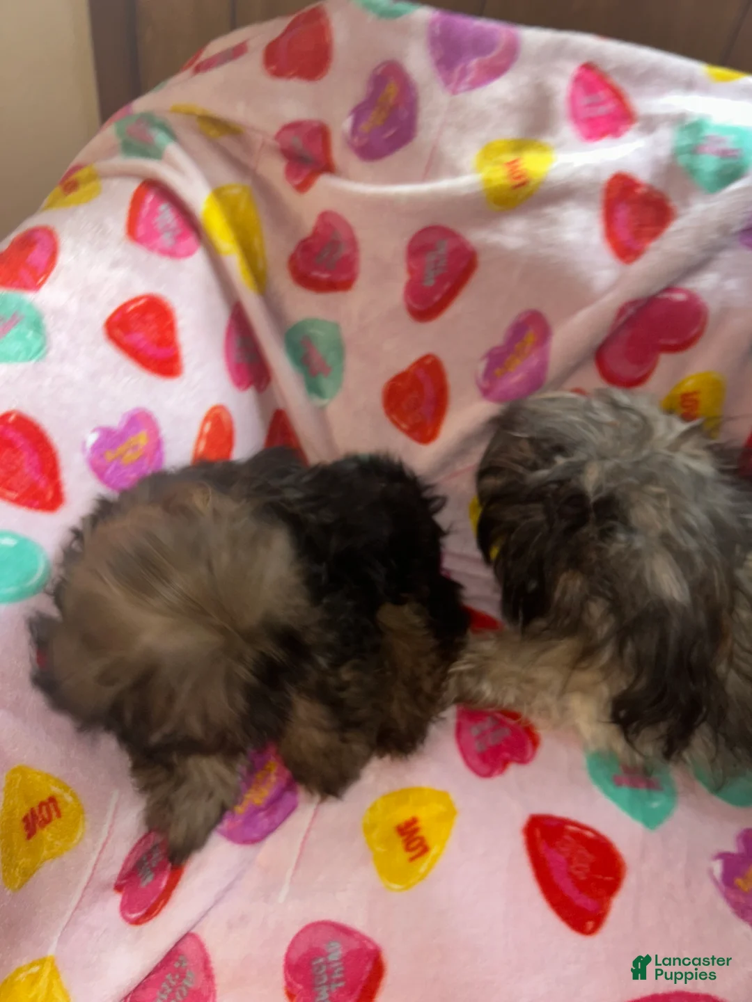 Shih Tzu dogs for sale: Shih Tzu Puppy 2 - Ad 3