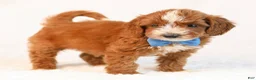 Mini Goldendoodle dogs for sale: Koda - Ad 4