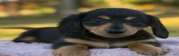 Miniature Dachshund dogs for sale: Etta - Ad 10