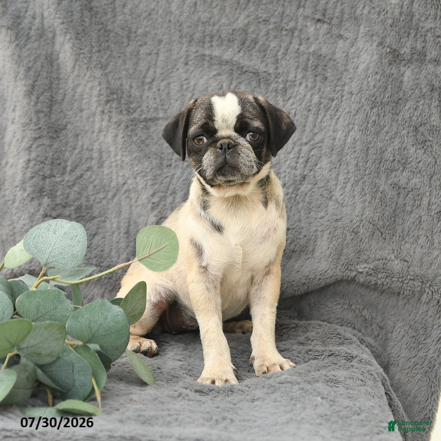Pug dogs Harper - Ad 1
