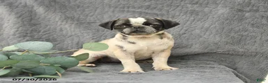 Harper