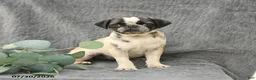 Pug dogs for sale: Harper - Ad 1