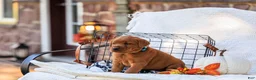 Labrador Retriever dogs for sale: Maverick - Ad 6