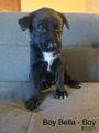 Mixed Breed Puppy 6