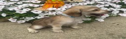 Mixed Breed dogs for sale: Minny - Ad 5