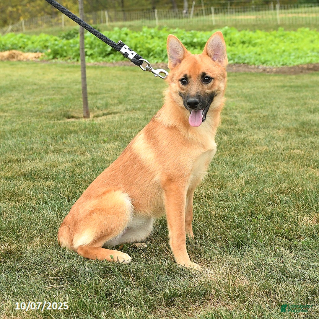 Mixed Breed dogs for sale: Tricky - Ad 1