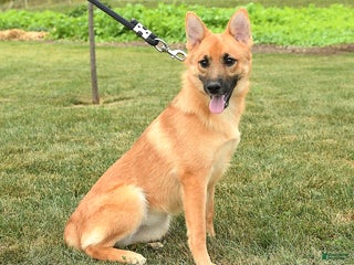 Mixed Breed dogs Tricky - Ad 4