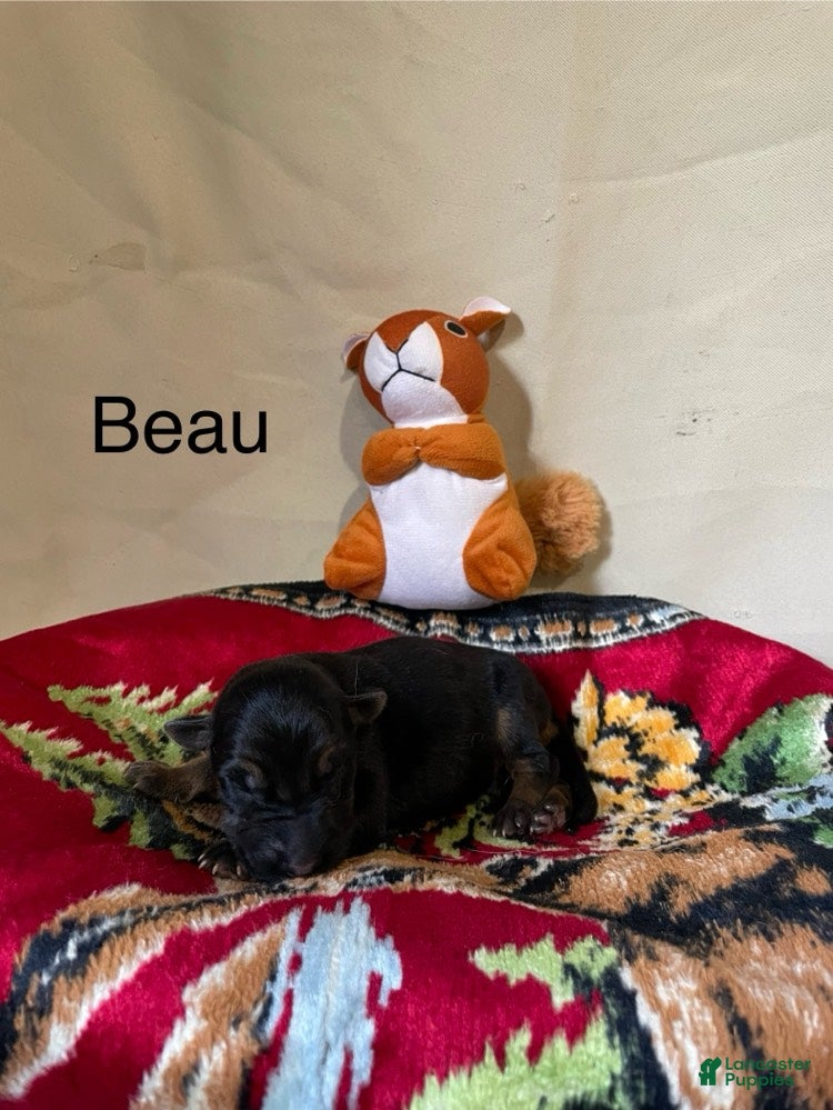 German Shepherd dogs Beau - Ad 1