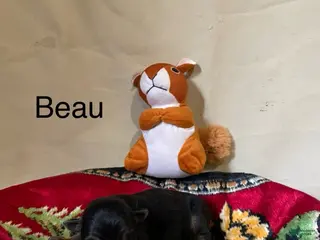 German Shepherd dogs for sale: Beau - Ad 3
