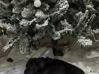 Cane Corso dogs Leah - Ad 7