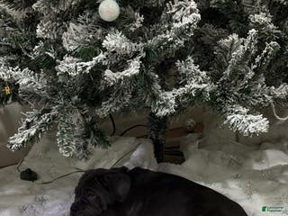 Cane Corso dogs Leah - Ad 14